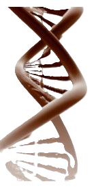 DNA genealogy research